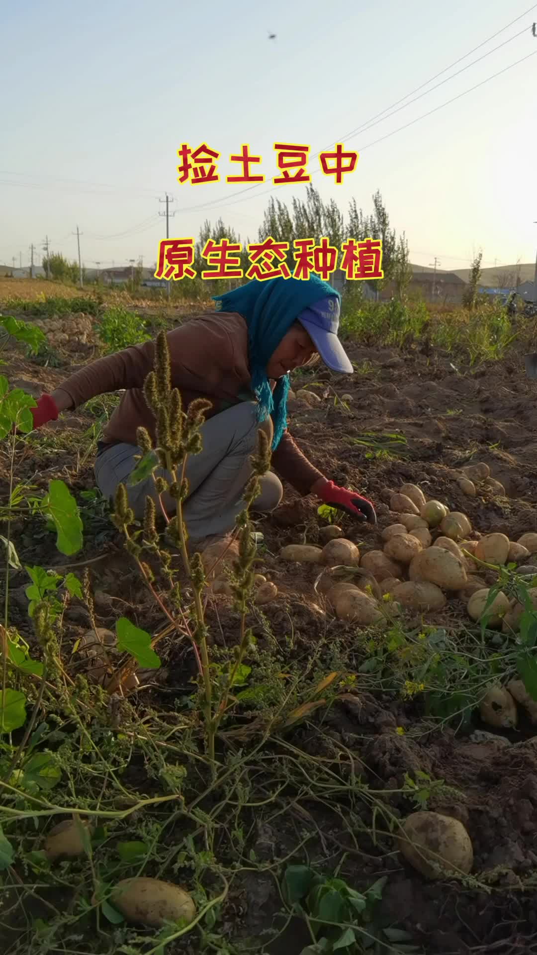凉山马铃薯（包括昭觉土豆）·马铃薯——第六届四川农业博览会最受欢迎农产品评选